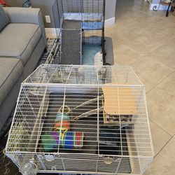 Free Guinea Pigs With Cages And Everything To Care For Them
