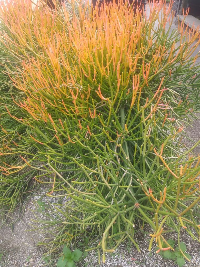 Out or in door plant