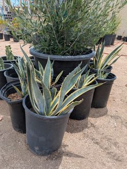 Agaves