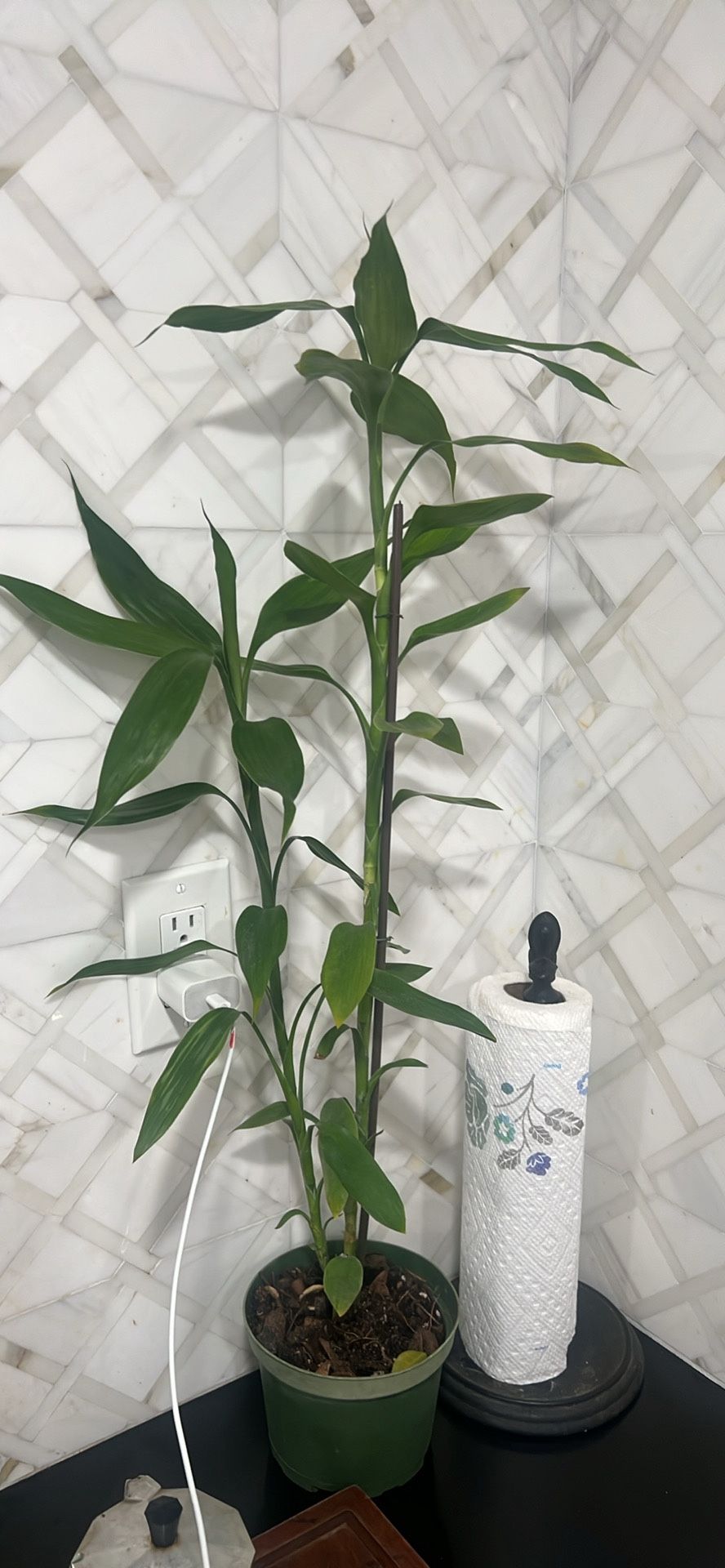 28”Tall Lucky Bamboo House Live Plant Available6”