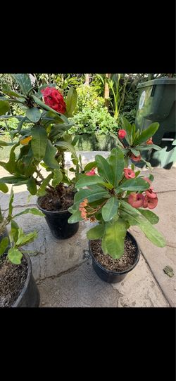 Plantas corona de Cristo