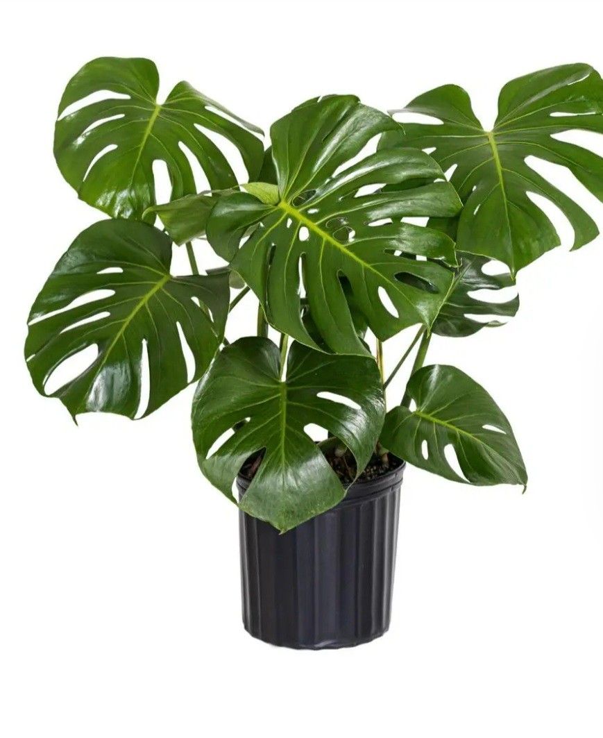 Split-Leaf Philodendron Live Swiss Cheese Plant $35