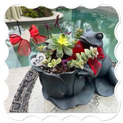 Large Frog Succulent Planter