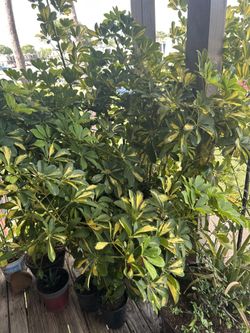 Variegated Dwarf Umbrella tree plant