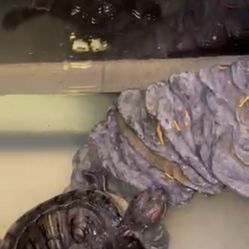 Red-eared Slider Turtle 