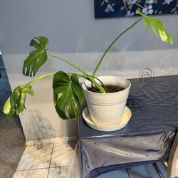 Monstera Fruit salada plant 