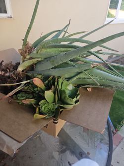 Free ALOE Vera plants