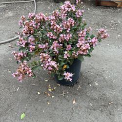 Rhaphiolepis Ballerina Bush