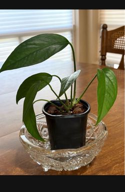 Indoor House Plant Skeleton Plant
