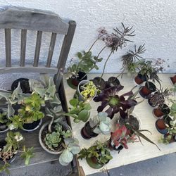 ‼️🌵🪴MOVING OUT PLANTS SALE! EVERYTHING MUST GO! 🌱🪻‼️