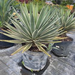 Caribbean Agave - 7gl