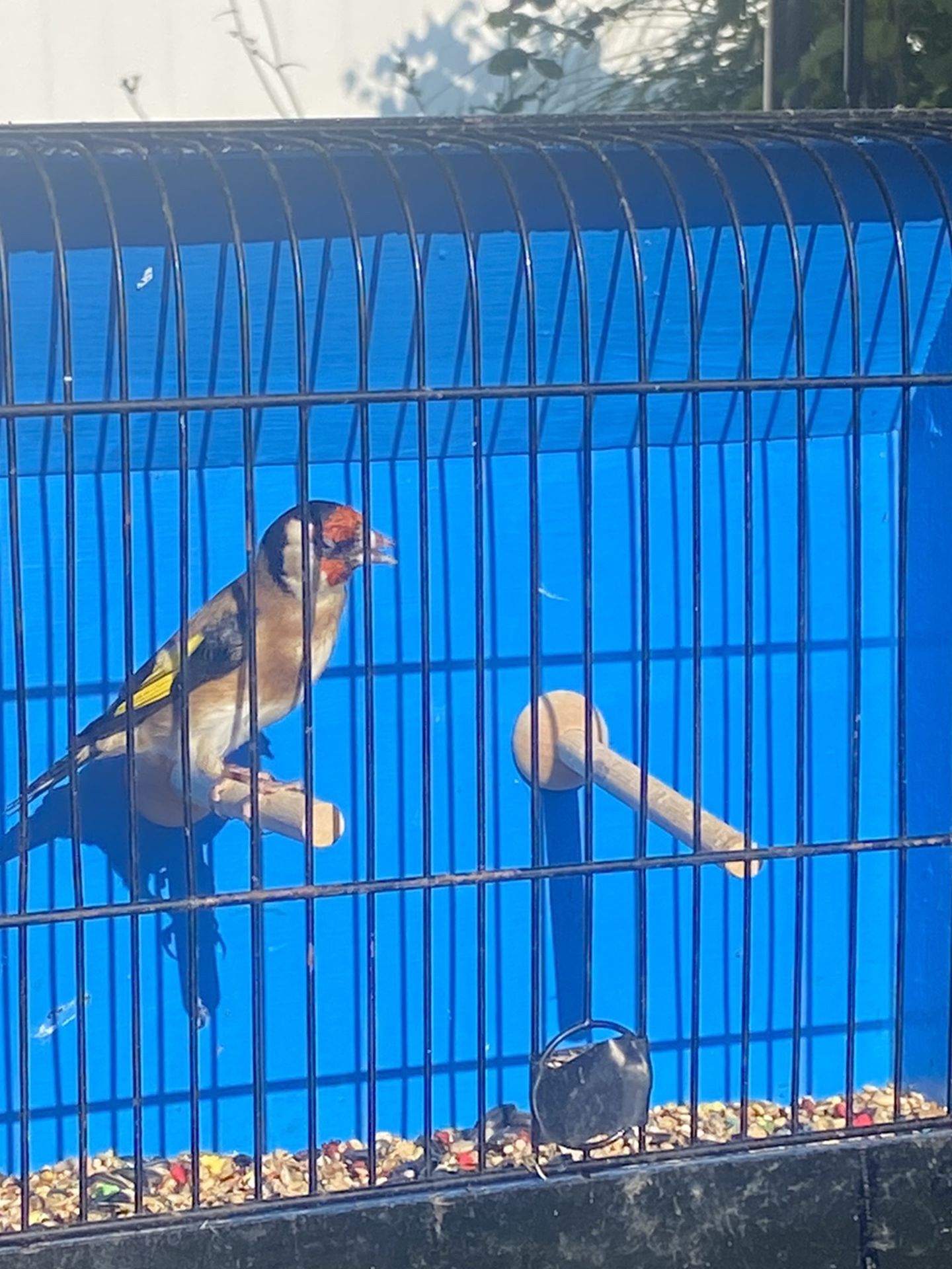 Bird Cage