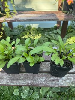 Shasta Daisy Perennial Plant