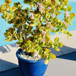 A Pair Of Bonsai Styled Blooming Jade Plants In Beautiful Ceramic Pots - $30 And $35 Each Or $60 For Both