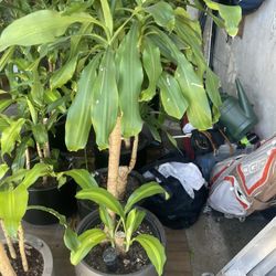 Mature Plants In Self Watering Containers 
