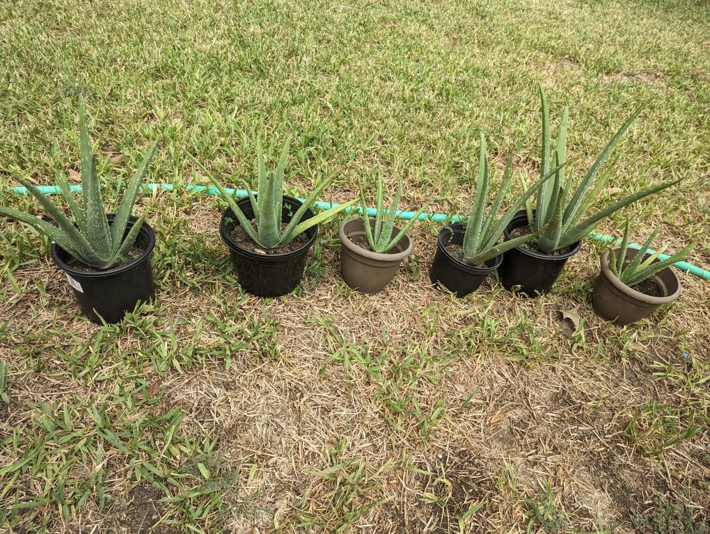 Small Aloe Vera Plants, 6 in Stock!