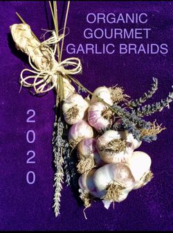 GARLIC ORGANIC GOURMET FRESH HAND PICKED HARD TO FIND WITH BOUNTIFUL FLAVORS! (12 BULBS PER)