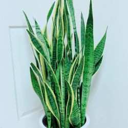 Very Full And Healthy Sansevieria Laurentii Snake Plants Give Out The Fresh Air And Take Away The Bad One - 3’8” Tall - Ceramic Pot Not Including 