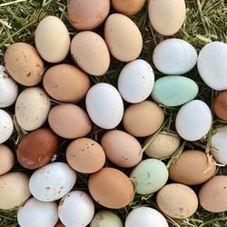 Nest Run Eggs For Sale ! 