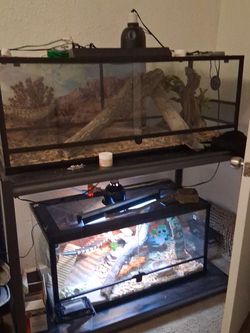 Two Glass Reptile Terrariums with Accessories