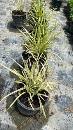 White Liriope - 1 Gallon