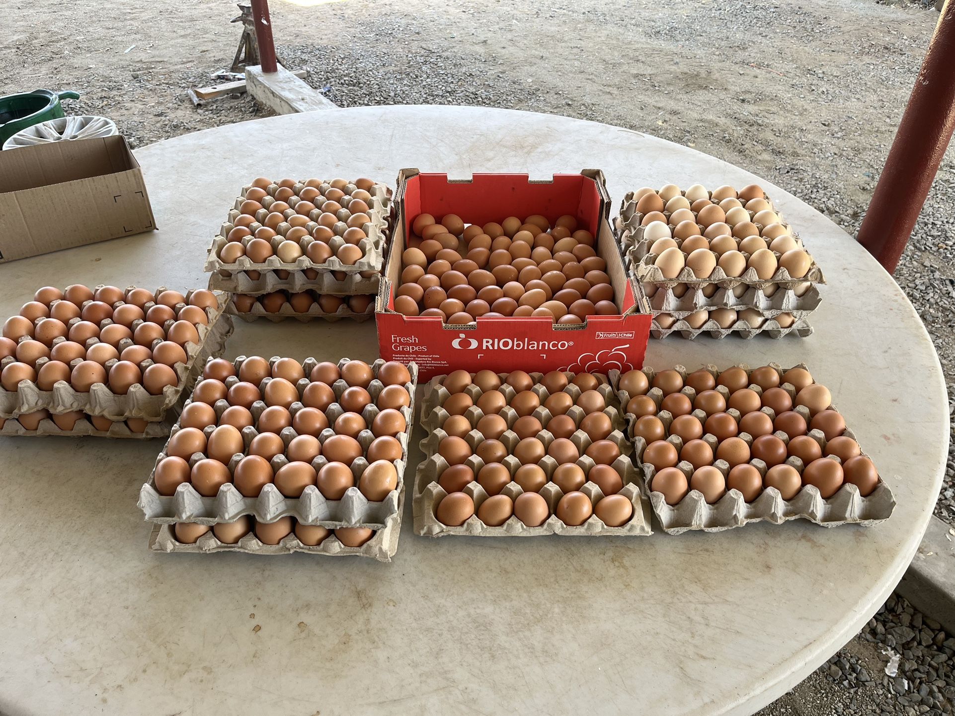 Huevos Frescos (orgánicos) $5x12