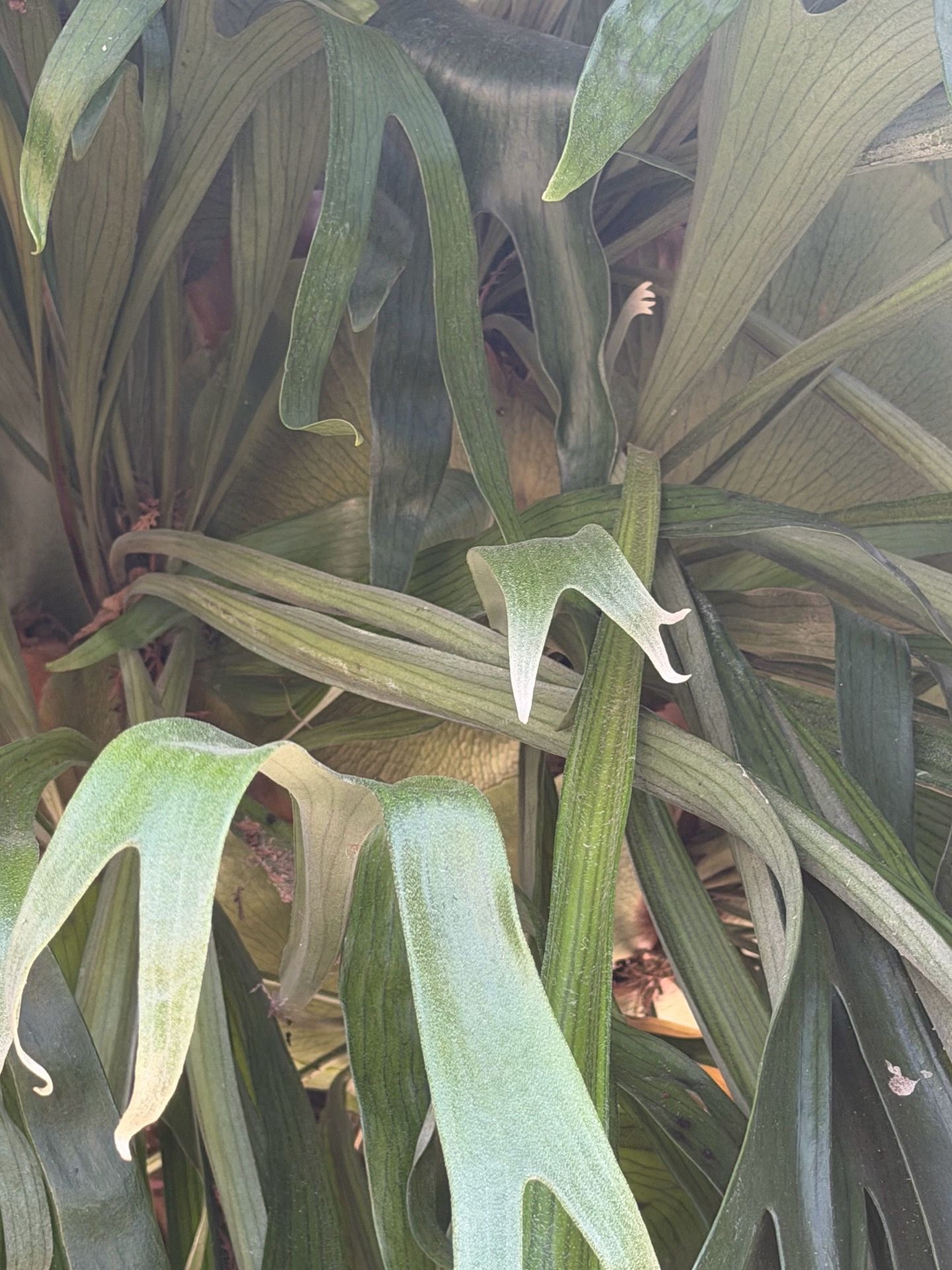 Plants