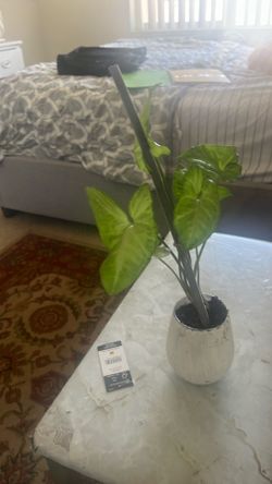 Syngonium plant