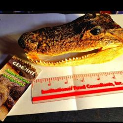 REAL, Authentic Alligator Skull: Exquisite 5-7 Inch Taxidermy Gator Head!!  FIRM!