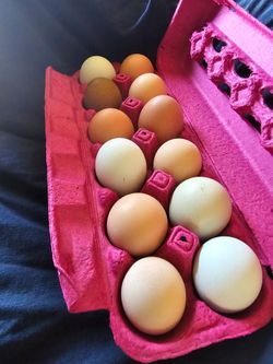 Fertile chicken eggs mixed breeds