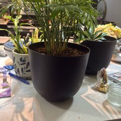 Healthy Parlor Palm / Indoor Palm Houseplant in Decorative Pot