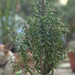 Se Venden Plantitas🌿🌱🪴