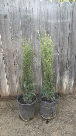 Italian Cypress