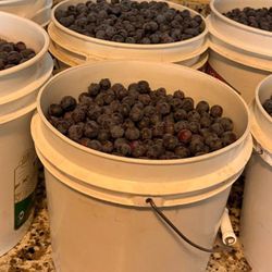 Blueberries 
