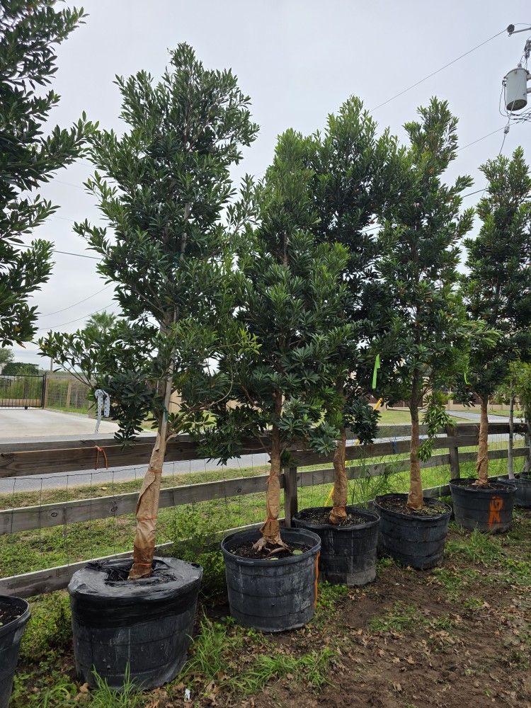 Arboles De Japanese Blueberry 45gallones