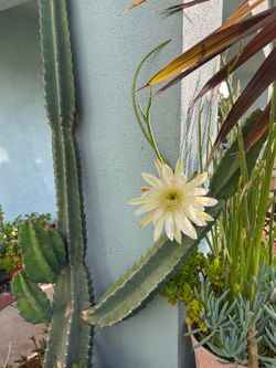 Cactus 🌵