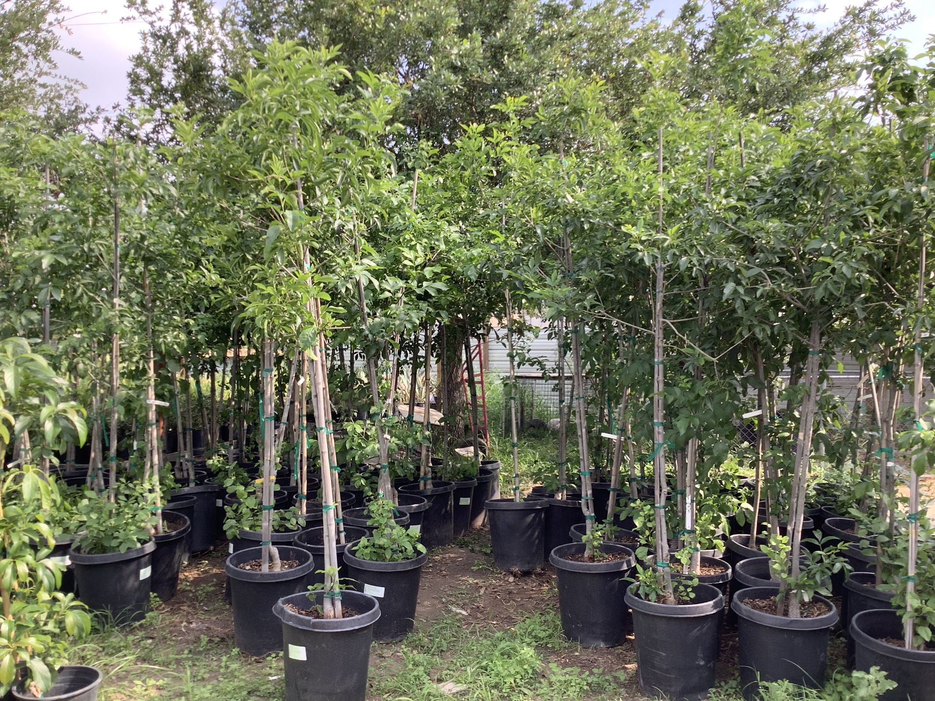 Fan Tex As Trees 15gallon @956@292@8442