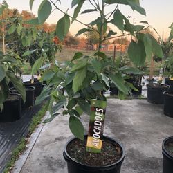 Avocado Tree