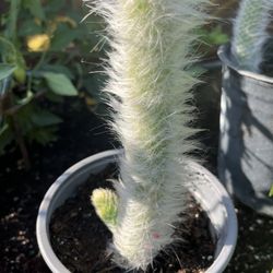 Monkey Tail Catus