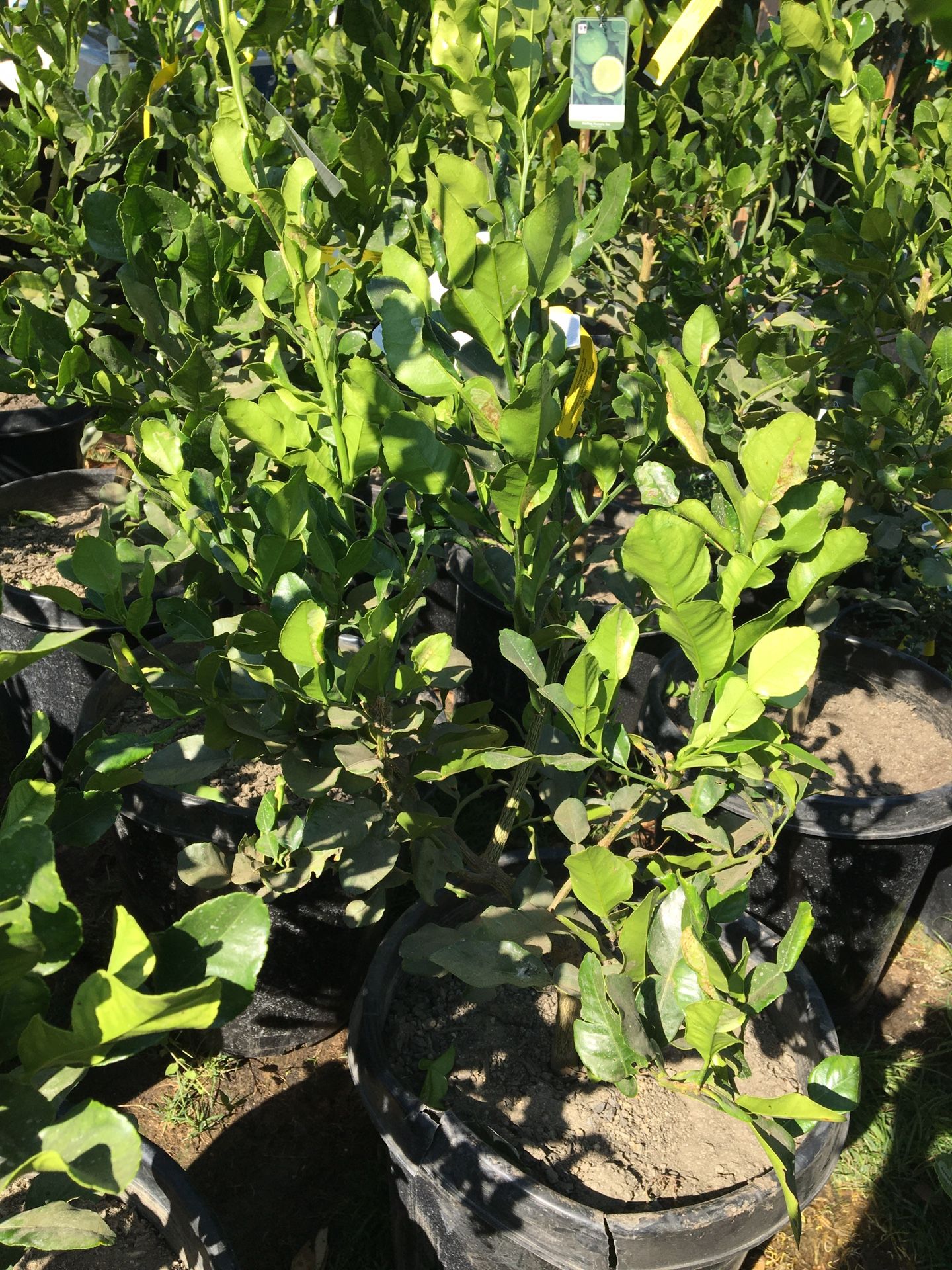 Bearss lime 15 galones
