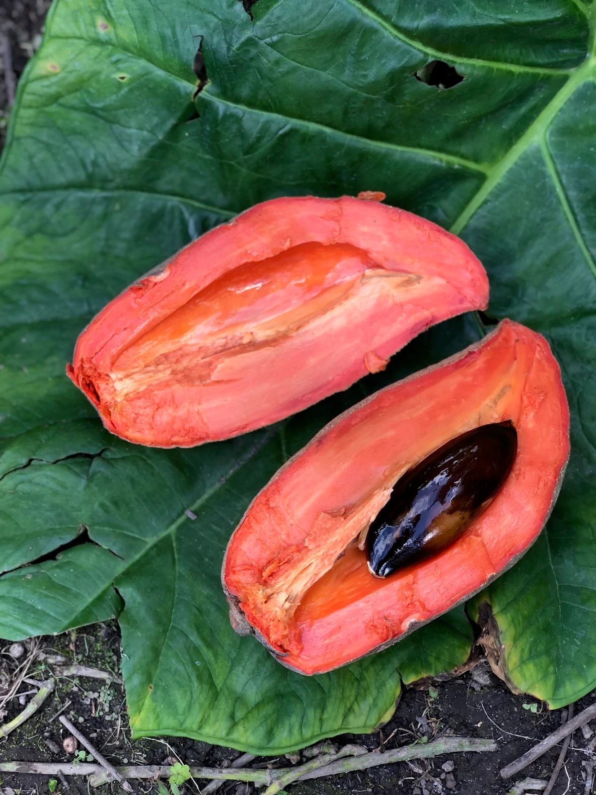 Mamey Sapote Fruit Trees - 15 Gallon Containers