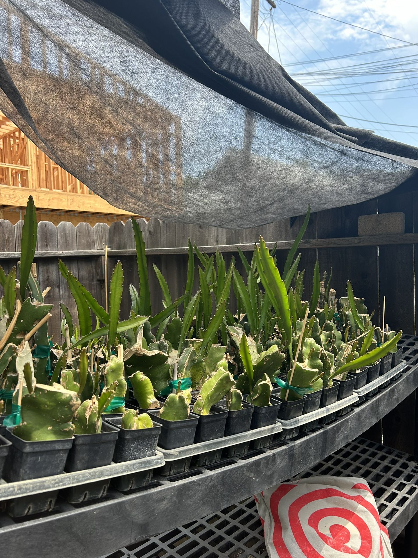 Fully Rooted Dragon Fruit Starter Plant