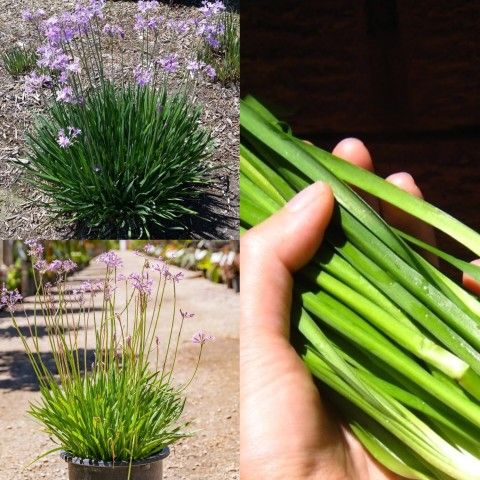 Society Garlic Chives Perinneal Plants In 1gal