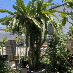 Dragonfruit Plant For Sale