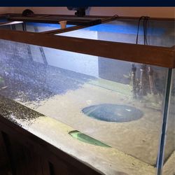 180 Gallon Fish Tank (Need Gone) Best Offer