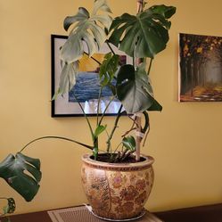 Swiss Cheese Plant, MONSTERA In A Beautiful Chinese Ceramic Pot