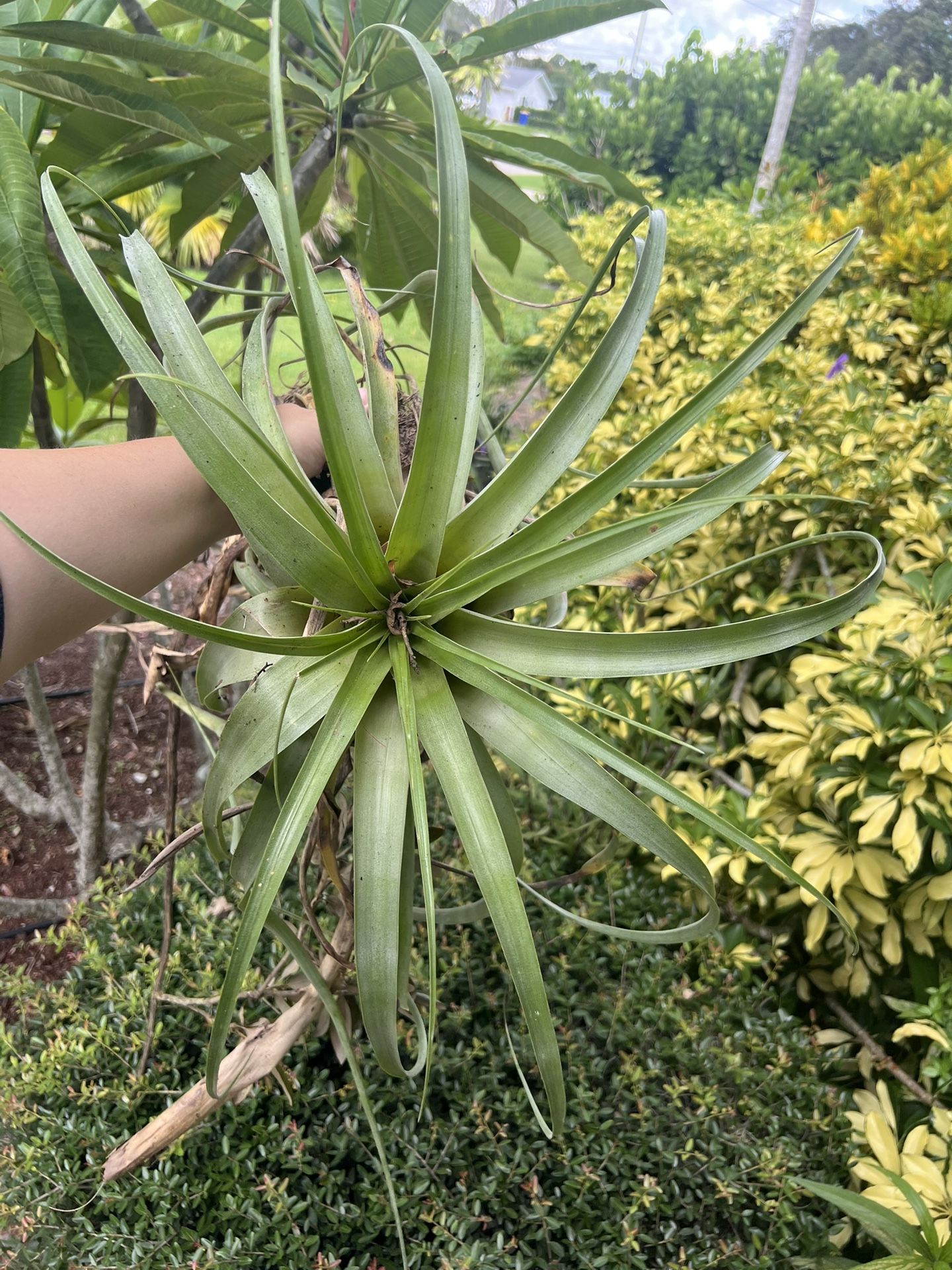 Large Air Plant Live Plant