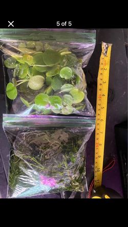 Floating aquarium plants