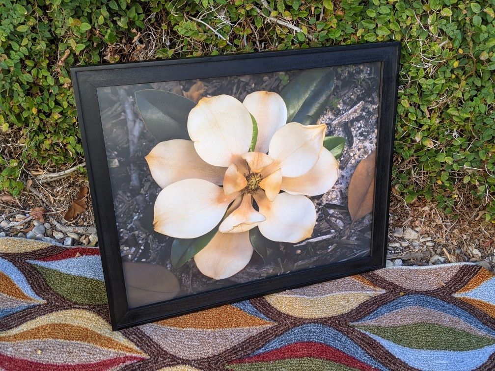 Fine art photography, framed art, magnolia bloom