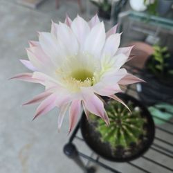 Flowering Cactus